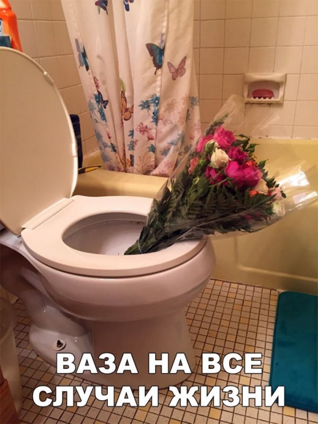 Лента прикольных картинок