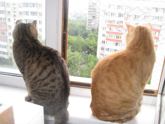Котовторник!