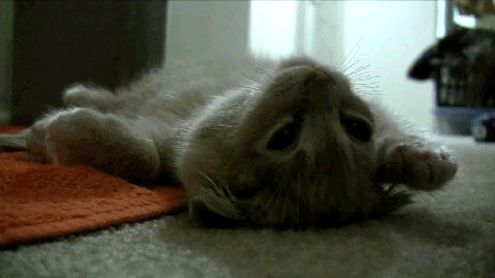 Котовторник 06.12.2011