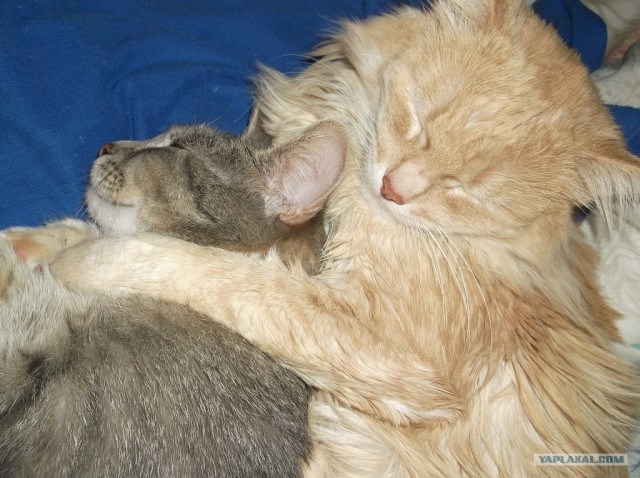 Котовторник 17 января