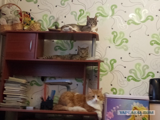 Коты и кошки, которые идеально смотрятся вместе