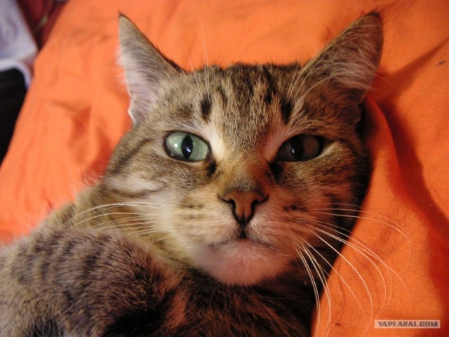 Котовторник 24.04.2012