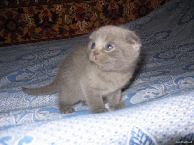 Котовторник 03 07 2012