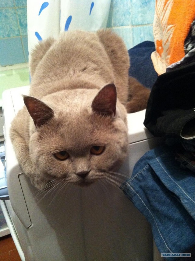 Котовторник  17.07.2012