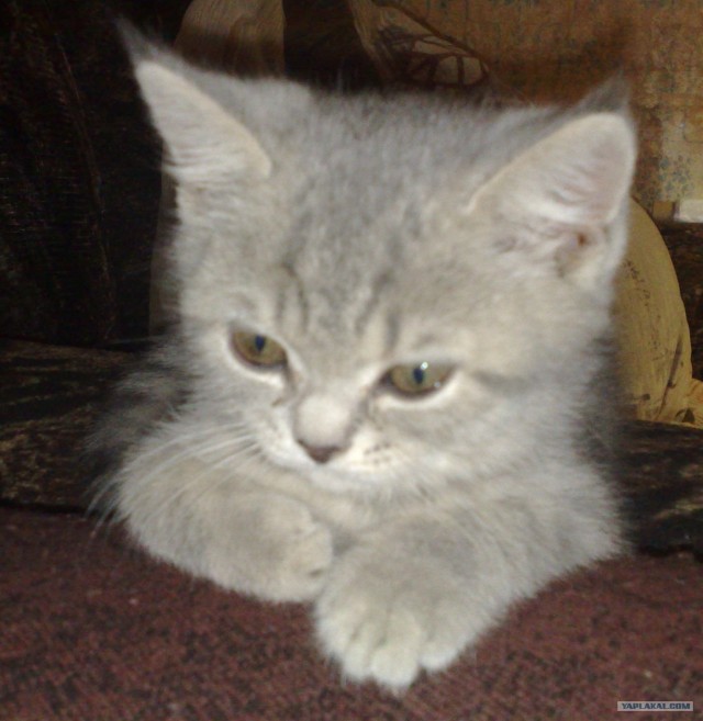 Котовторник  4.09.12