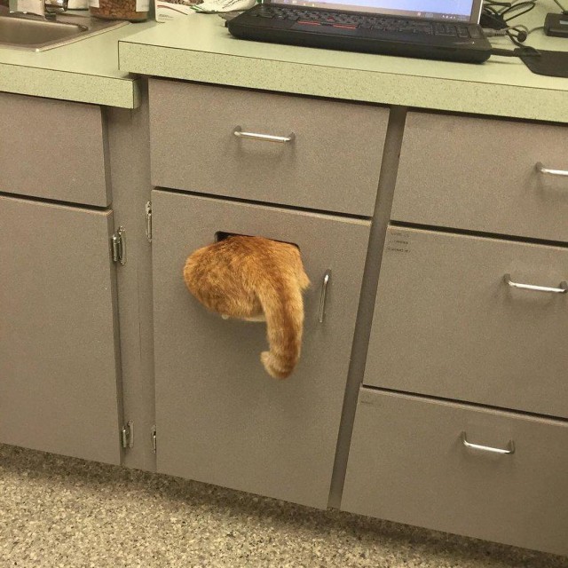Прикольных котов пост