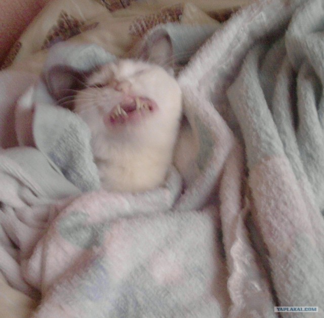 Котовторник ( 23.10. 2012. )