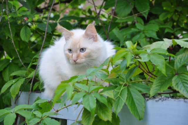 16 лучших котов сезона