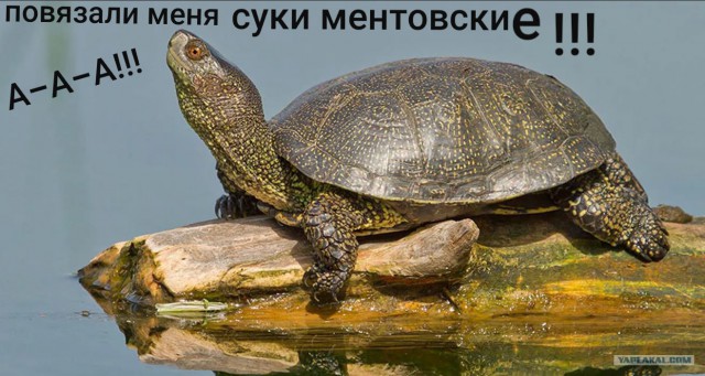 Не было печали, нашла баба порося...