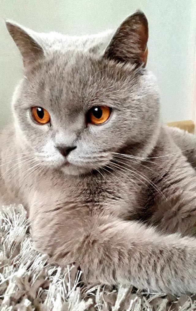 Котовторник! начнем? 04.06.19
