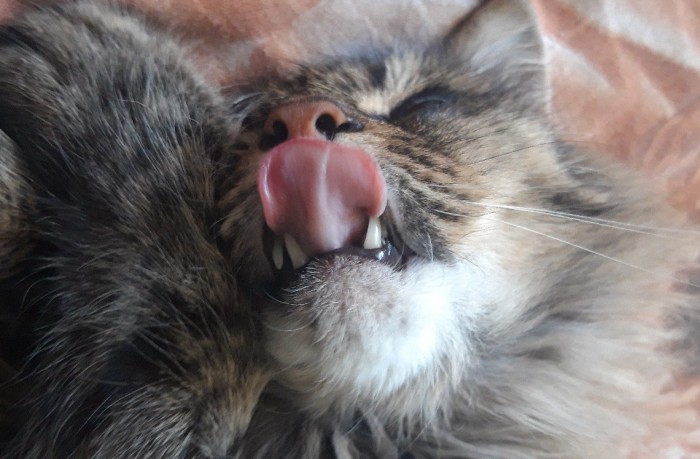 Кошиная жесть