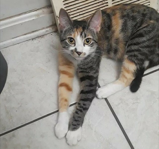 Забавные фото котеек