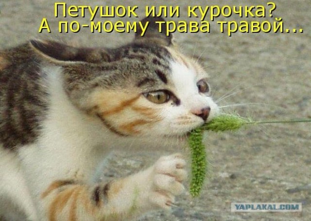 Курочка или петушок? :)
