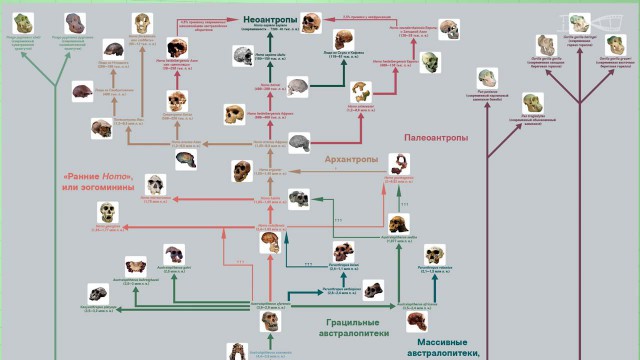 Все «недостающие звенья» в эволюционной цепочке от приматов к человеку найдены