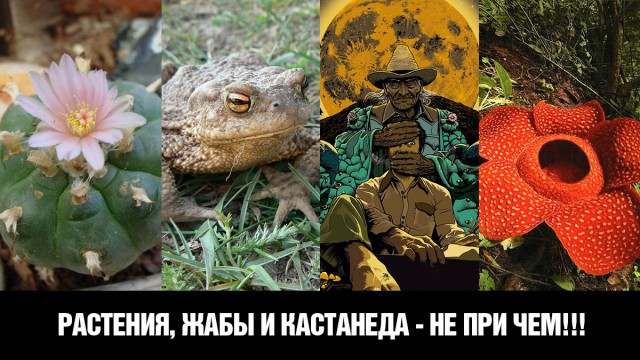 Как лечить бородавки лопухом и прочие байки от дерматолога