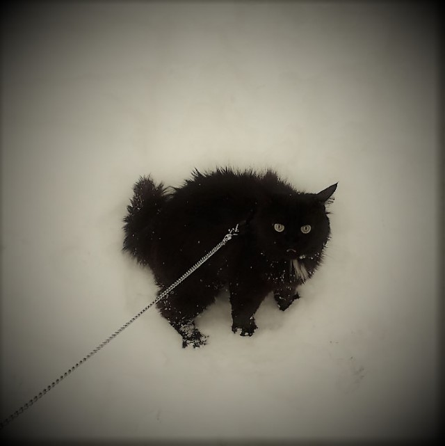 Начнем котоФторник?