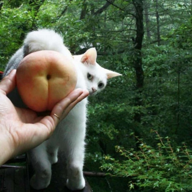 Забавные животные