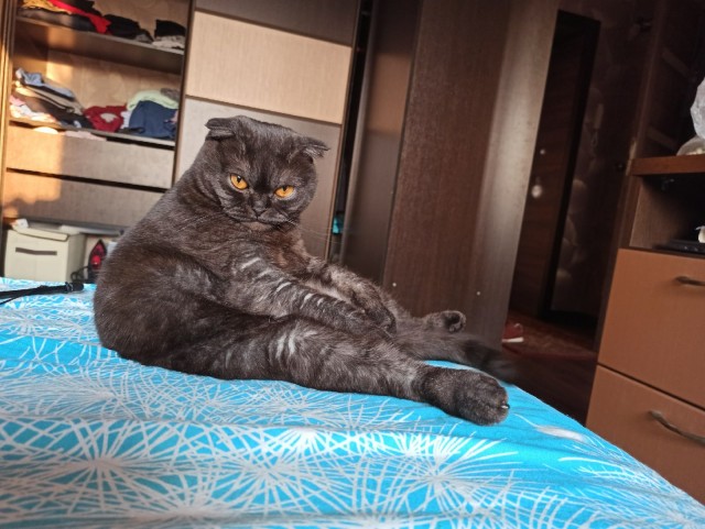 Эти забавные животные