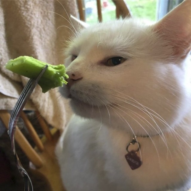 Мемный кот
