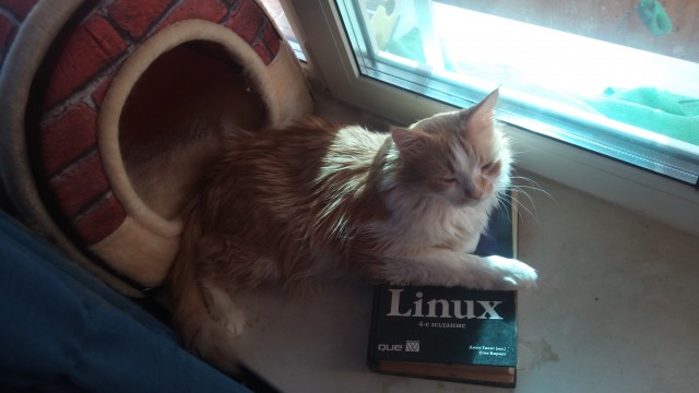 Котики