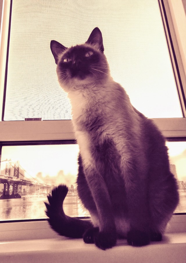 Даешь котовторник!
