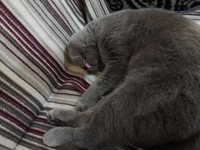 Вторник. Кото-вторник...