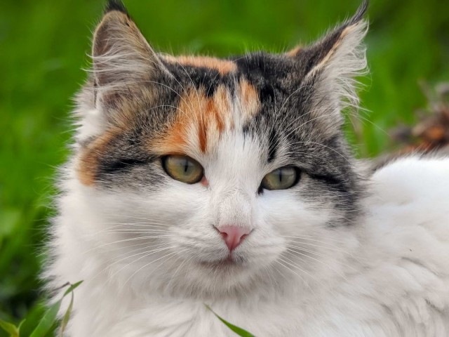 Разные котики
