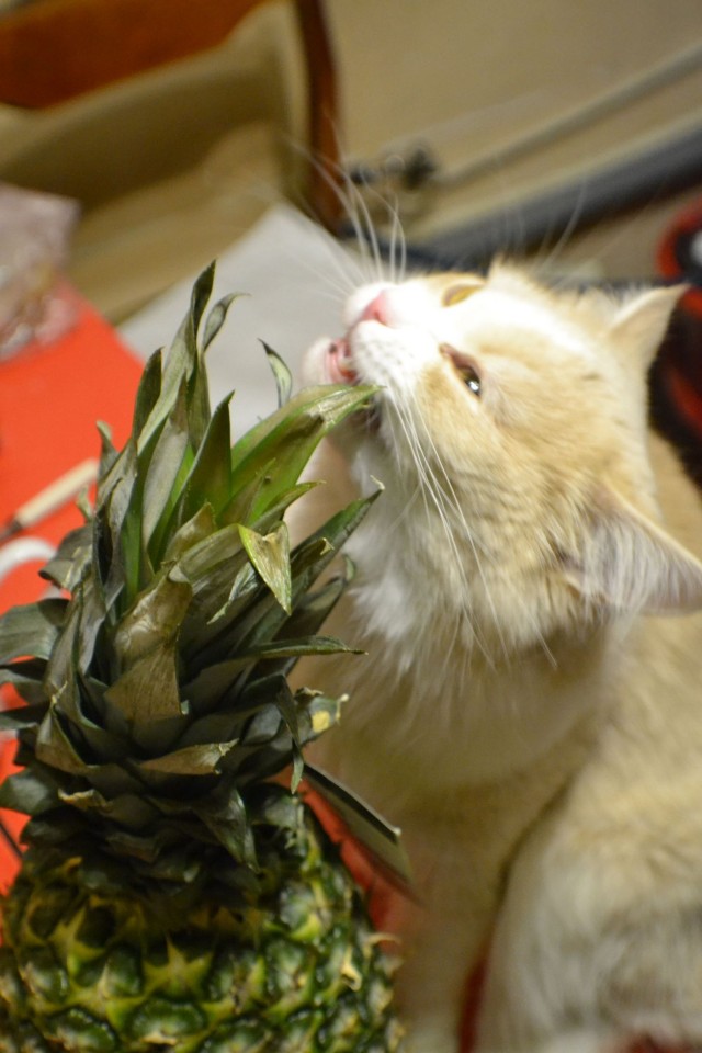 Мой самый первый КОТовторник!