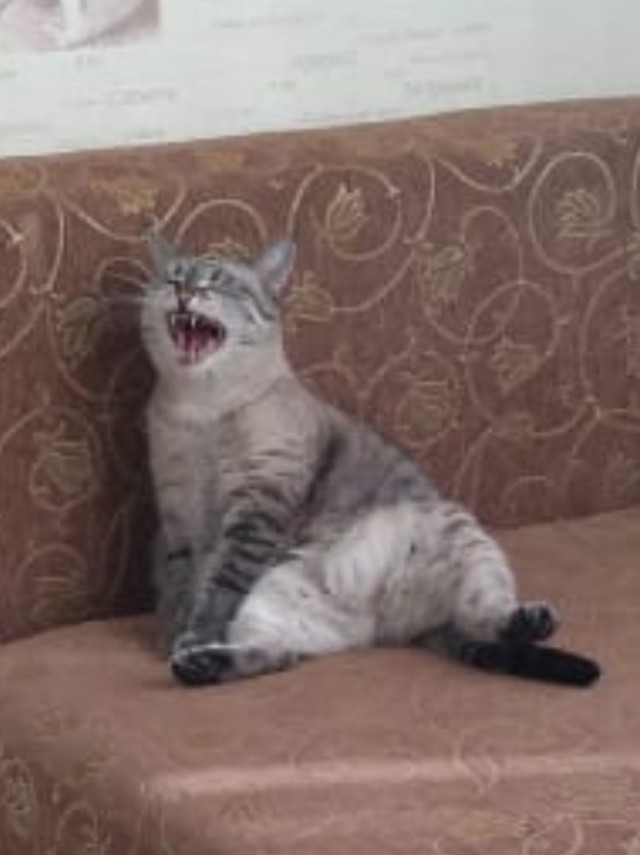 Процесс зевания котичка поэтапно: