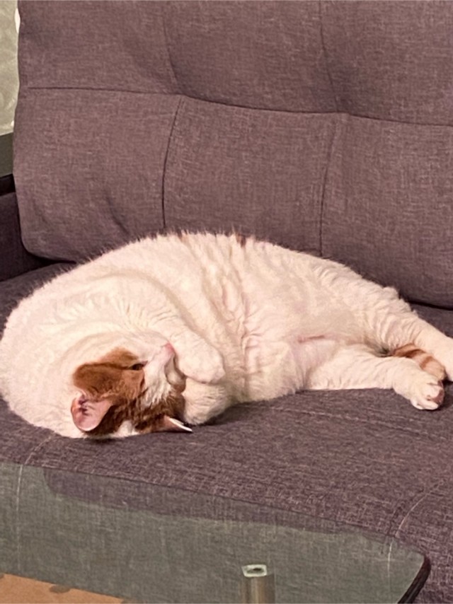 Котовторник. Буська