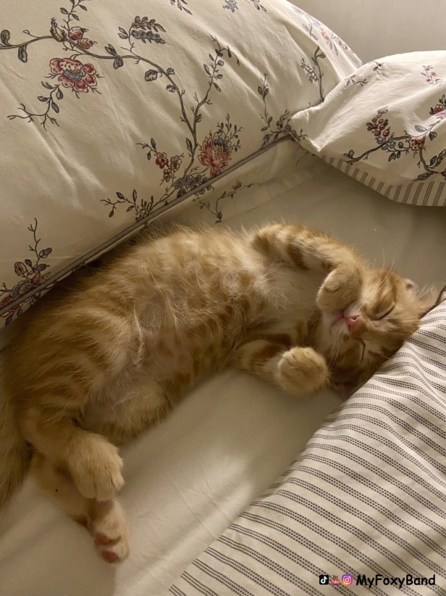 МИРУ - МИР ! Котикам - котовторник !