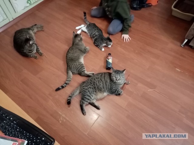 Котовторниковское