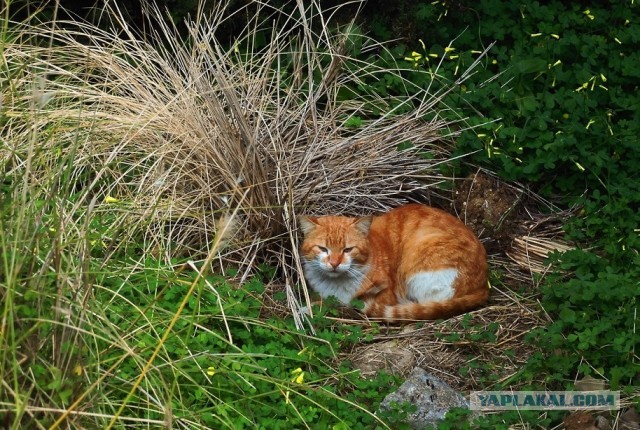 Не буду я ждать котовторника!