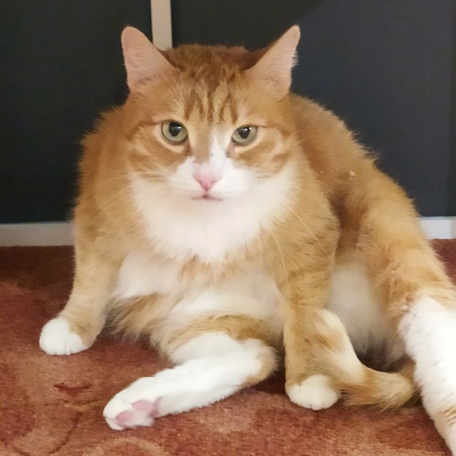 Коты. Филя, Пуся, Вася