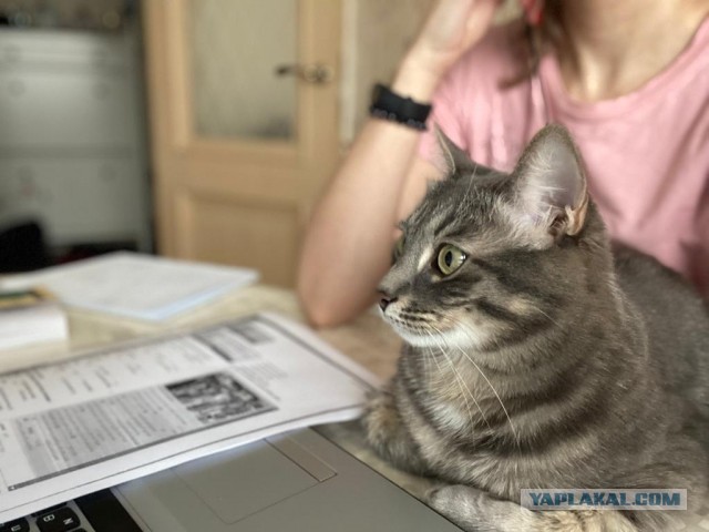 А это мой котан к котовторнику