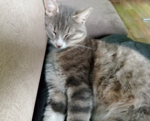 Котовторник ведь начался!