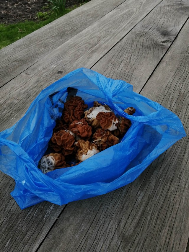 С началом грибного сезона, грибники!