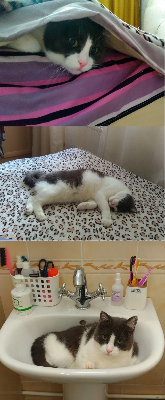 А как вы спите с котиком?