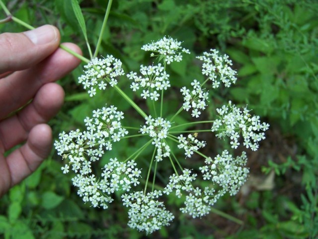 7 самых опасных растений мира
