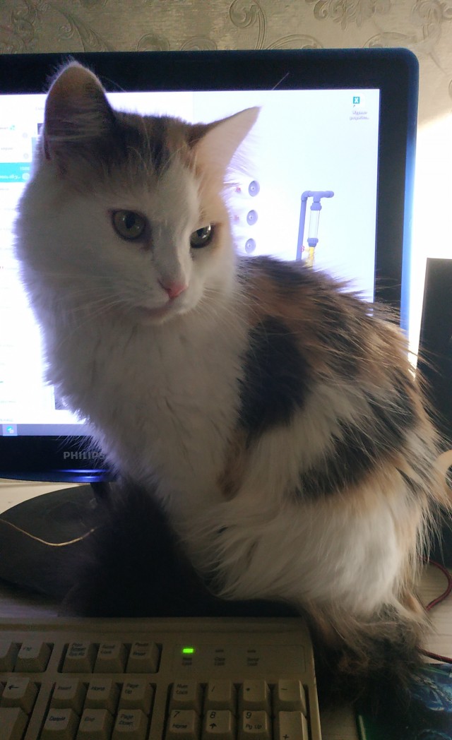 Котовторнику посвящается