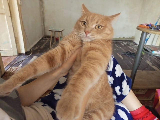 Котоюмор на ЯП. Веселые кото-картинки!