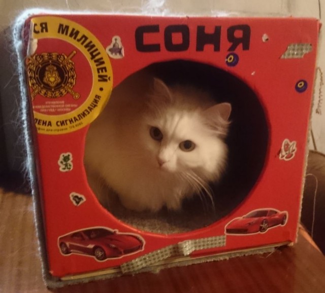 Уличный котей - 1, домашний котей +1