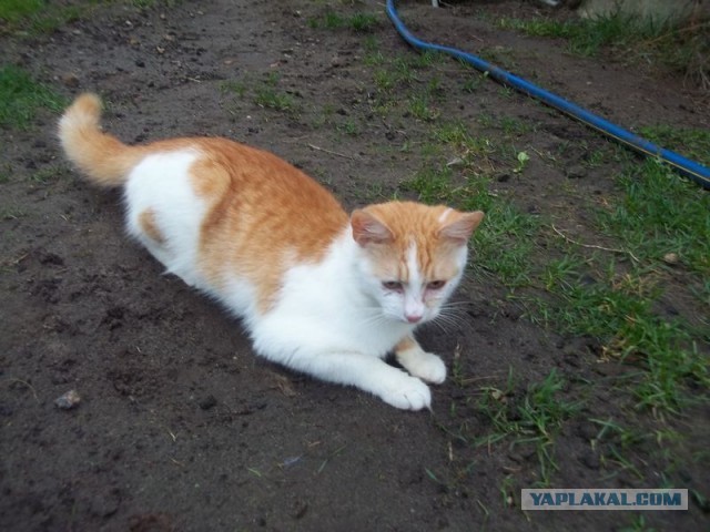 Жизнь домашнего приюта для котеек 443
