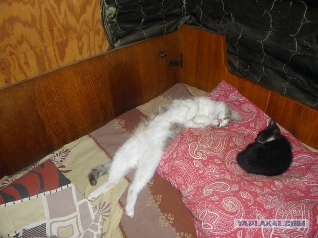 Жизнь домашнего приюта для котеек 453