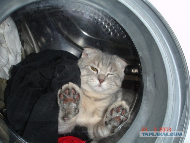 Котовторник 16.04.2013