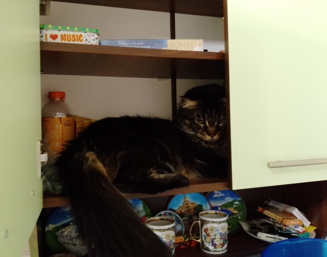 Котовторник 7.11.23