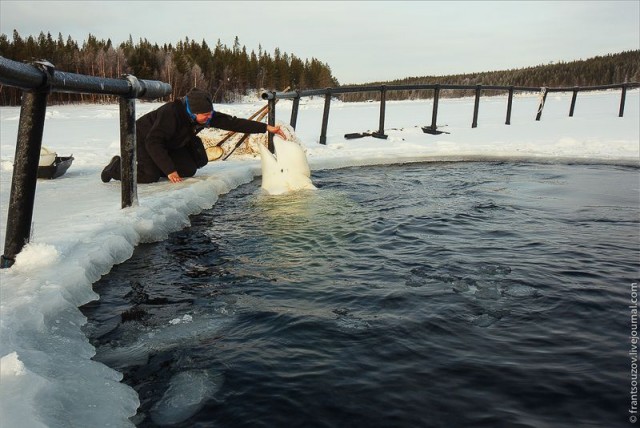 Как мы кормили белуху