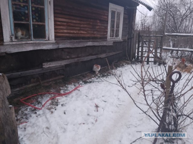 Жизнь домашнего приюта для котеек 473