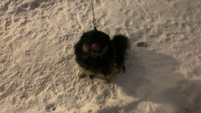 Эх, собакочетверг же