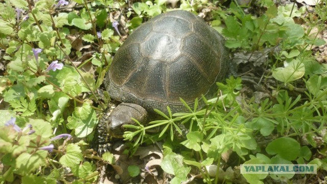Черепахен...конец приключения.